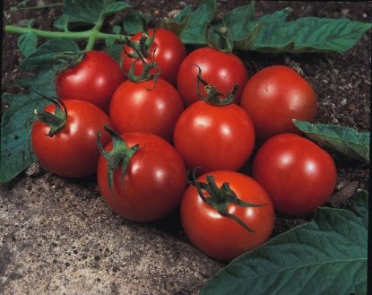 Picture of Tomato Alicante